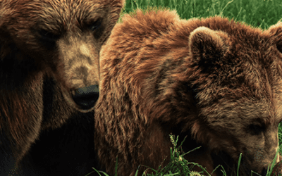What Do You Really Know About Bear Markets?