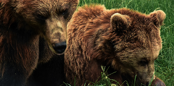 What Do You Really Know About Bear Markets?