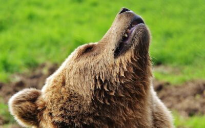 Five Lessons To Remember During Bear Markets